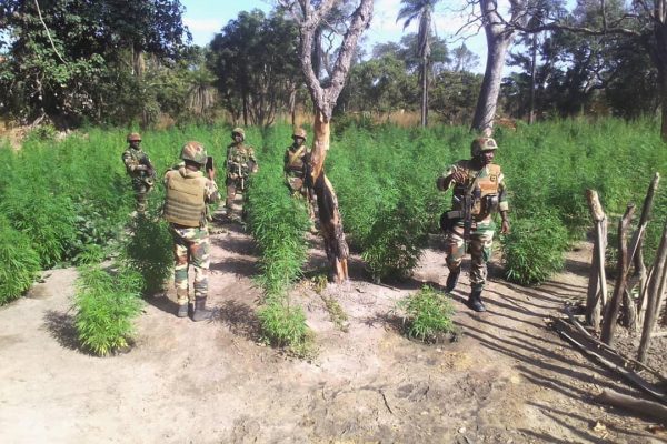 Casamance L&rsquo;armée intensifie la croisade contre le trafic de canabis et le pillage du bois dans le Nord- sindian