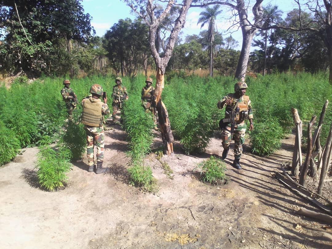 Casamance L&rsquo;armée intensifie la croisade contre le trafic de canabis et le pillage du bois dans le Nord- sindian