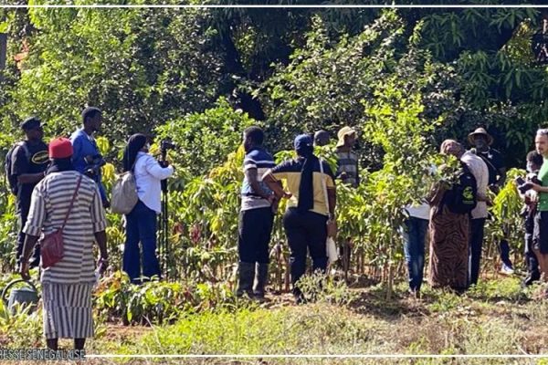 Essaout révèle les trésors agroécologiques de la Basse-Casamance