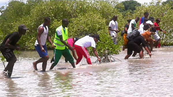 Ziguinchor : à Djefaye Complémentaire, la mangrove au cœur d’une mobilisation pour restaurer les écosystèmes