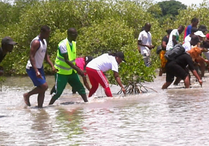 Ziguinchor : à Djefaye Complémentaire, la mangrove au cœur d’une mobilisation pour restaurer les écosystèmes