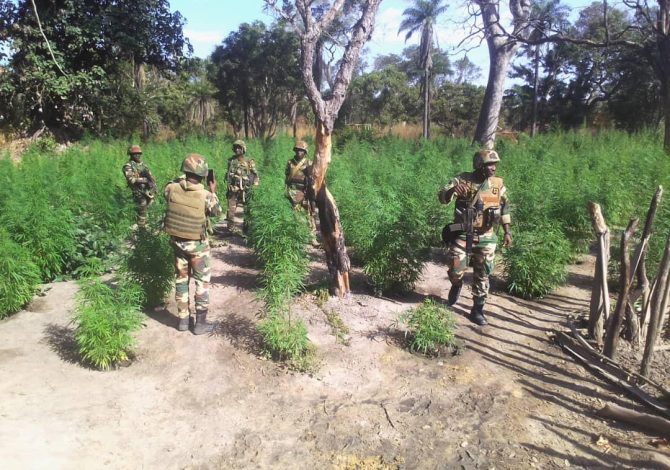 Casamance L&rsquo;armée intensifie la croisade contre le trafic de canabis et le pillage du bois dans le Nord- sindian