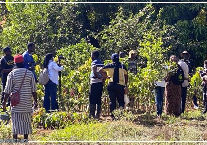 Essaout révèle les trésors agroécologiques de la Basse-Casamance